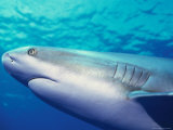 Close View of Head and Gills of a Caribbean Reef Shark Photographic Print