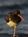 An Oystercatcher Standing on One Leg Near the Shore Lámina fotográfica An Oystercatcher Standing on One Leg Near the Shore Lámina fotográfica