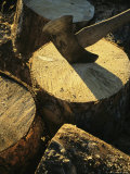 An Axe Cleaves to the Center of a Wooden Log Photographie