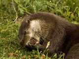 Adult, Male European Otter Eats a Crayfish Lámina fotográfica