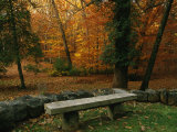 A Bench in a Wooded Setting of Trees in Fall Foliage Photographic Print