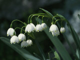 A Cluster of Nodding Summer Snowflake Flowers, Leucojum Aestivum Photographic Print by Darlyne A. Murawski