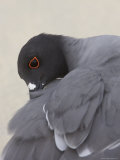 Swallow-Tailed Gull Preening Its Feathers Photographic Print