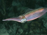 A Caribbean Squid Shows Its Iridescent Colors Photographic Print