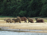 Capybaras Walk on the Shoreline of the Rio Negro Lámina fotográfica Capybaras Walk on the Shoreline of the Rio Negro Lámina fotográfica