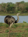 Common Rhea at the Fazenda Barranco Alto Photographic Print