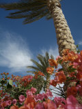 Bougainvillea Flowers Surround a Palm Tree Lámina fotográfica Bougainvillea Flowers Surround a Palm Tree Lámina fotográfica