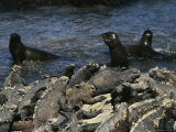 Iguanas Bask on Rocks and Seals Play at the Oceans Edge Photographic Print