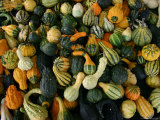 Autumn Variety of Squash in Many Shapes, Patterns, and Colors Photographic Print