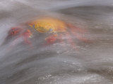 A Sally Lightfoot Crab Being Washed Over with Surging Surf Photographic Print by Ralph Lee Hopkins