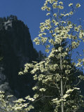 Pacific Dogwood Tree Blossoms against Blue Sky Near a Rock Face Photographic Print by Marc Moritsch