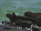 Marine Iguanas Perched on a Rock at the Edge of the Surf Photographic Print