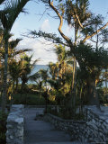 Stone Walls Lining a Stairway Flanked with Palm Trees Photographie