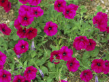 Glowing Magenta Petunias in Bloom Photographic Print by Darlyne A. Murawski