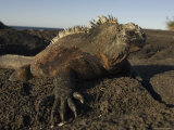 A Marine Iguana Perched on a Black Volcanic Rock Photographic Print