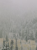 Autumn Snow Dusts Evergreen Trees in the Black Hills, Photographic Print