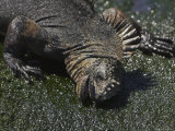 A Marine Iguana Grazing on Algae on a Seaside Rock Photographic Print