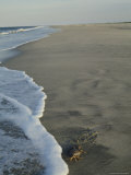 A Crab and Foamy Water on a Sandy Beach Photographic Print by Steve Winter