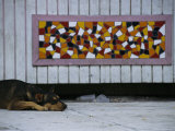 A Dog Resting on a Sidewalk Near a Colorful Tile Mosaic Photographie