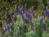 A Cluster of Purple Lupines in the Vilcabamba Range Photographic Print