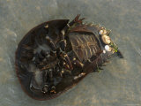 A Horseshoe Crab on Its Back in Shallow Water Photographic Print