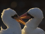 A Pair of Masked Boobies Courting Photographic Print by Ralph Lee Hopkins