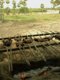 Meat Is Grilled on Spits over an Open Pit Photographic Print