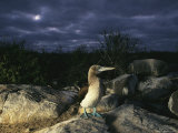 A Blue-Footed Booby on a Rock at Night Photographic Print by Steve Winter