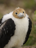 A Juvenile Great Frigatebird, Fregata Minor Photographic Print by Ralph Lee Hopkins