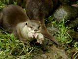 Adult Asian Short-Clawed River Otter Carries a Newborn Lámina fotográfica