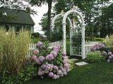 Arbored Entryway with Ornamental Grasses and Blooming Hydrangeas Photographic Print by Darlyne A. Murawski