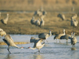 Sandhill Cranes Dance in a Courtship Display on the Platte River Photographic Print