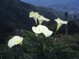 Wild Calla Lilies Grow in a Valley Photographic Print by David Evans