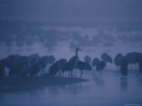 Sandhill Cranes Roost in the Platte River on a Foggy Morning Photographic Print