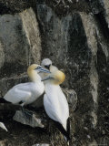 Northern Gannets and Chicks Roost on Cliffs Above the Atlantic Ocean Photographic Print by Norbert Rosing