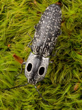 An Eyed Click Beetle, Alaus Oculatus, Crawling Over Moss Photographic Print