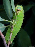 A Luna Moth Caterpillar, Actias Luna, on a Twig Photographic Print by George Grall