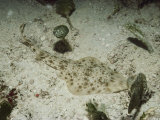 A Well-Camouflaged Guitarfish on the Sea Floor off of Nicaragua Photographic Print by Bill Curtsinger