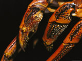 Close View of the Legs of a Southern Rock Lobster Photographic Print by Jason Edwards