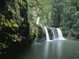 Rainforest View with Waterfall and Red Flowers Photographie