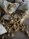 Coconuts Spilling from Bags Lying on a Floor Photographic Print
