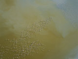 Flamingos Fly Over Lake Abbe Photographic Print by Carsten Peter