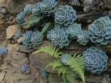 Sempervivums and Ferns Grow from a Wall of Rock Lámina fotográfica