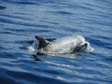 A Rissos Dolphin Surfacing for Air as It Swims Photographic Print