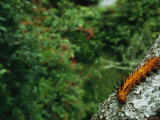 A Brightly Colored and Spiny Caterpillar on a Branch Photographic Print by Michael Nichols