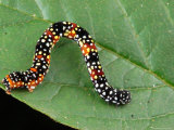 An Unidentified Gemotrid (Inch-Worm) Caterpillar on a Leaf Photographic Print by George Grall