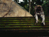 A Monkey Sits Contemplatively on a Temple Wall in the Ubud Monkey Forest Lámina fotográfica