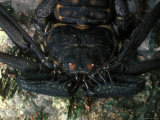 Close View of the Head of a Scorpion Lámina fotográfica Close View of the Head of a Scorpion Lámina fotográfica