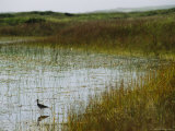 Beach Grass and an American Avocet on the Shore of Sable Island Photographie