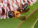 A Bee, Andrena Species, Feeding on Milkweed Photographic Print